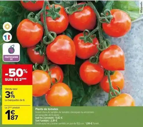 Plants de tomates