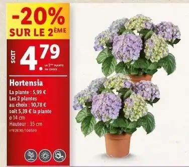 Hortensia