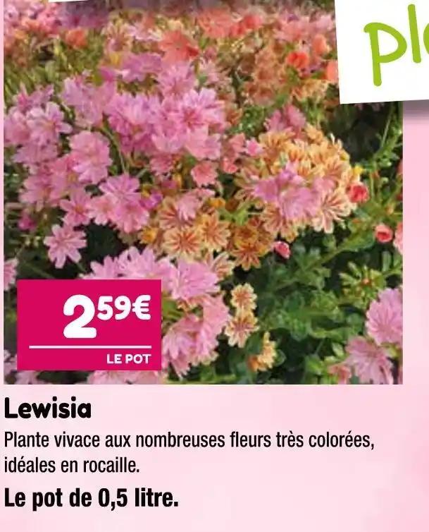 Lewisia