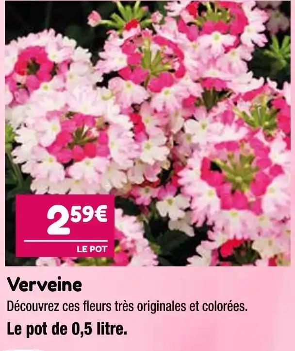 Verveine