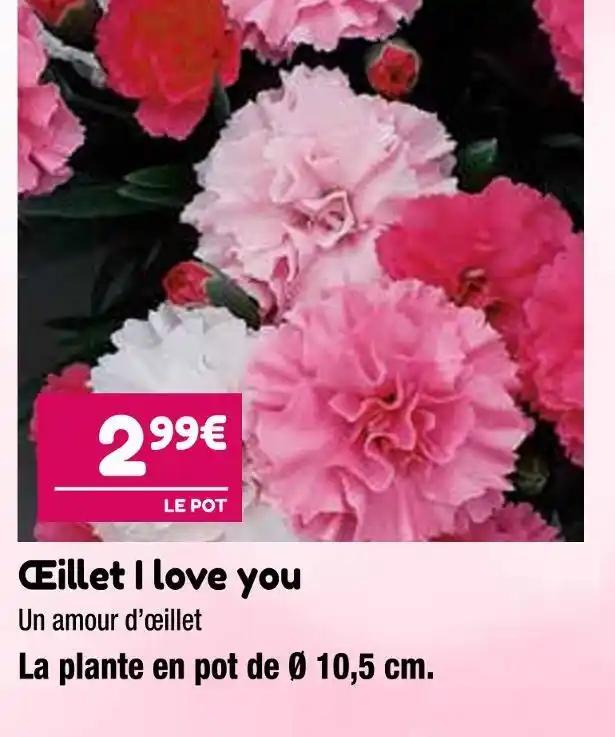 Œillet I love you