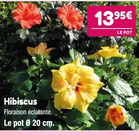 Hibiscus