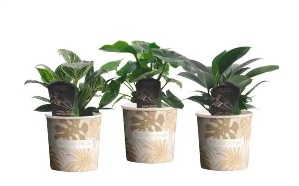 Philodendron