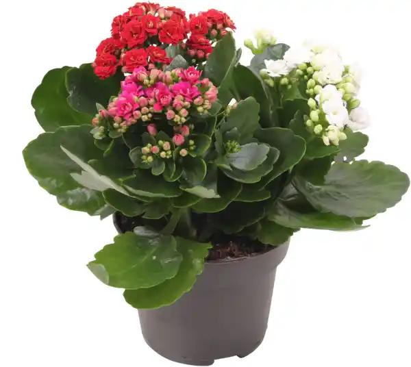 Kalanchoe tricolore