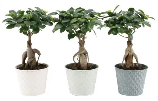 Ficus ginseng