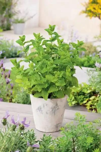 Plantes aromatiques