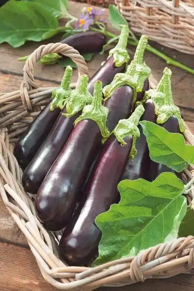 Aubergine