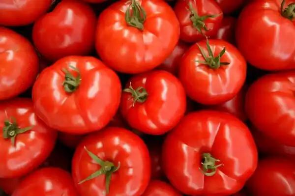 Tomate ronde charnue