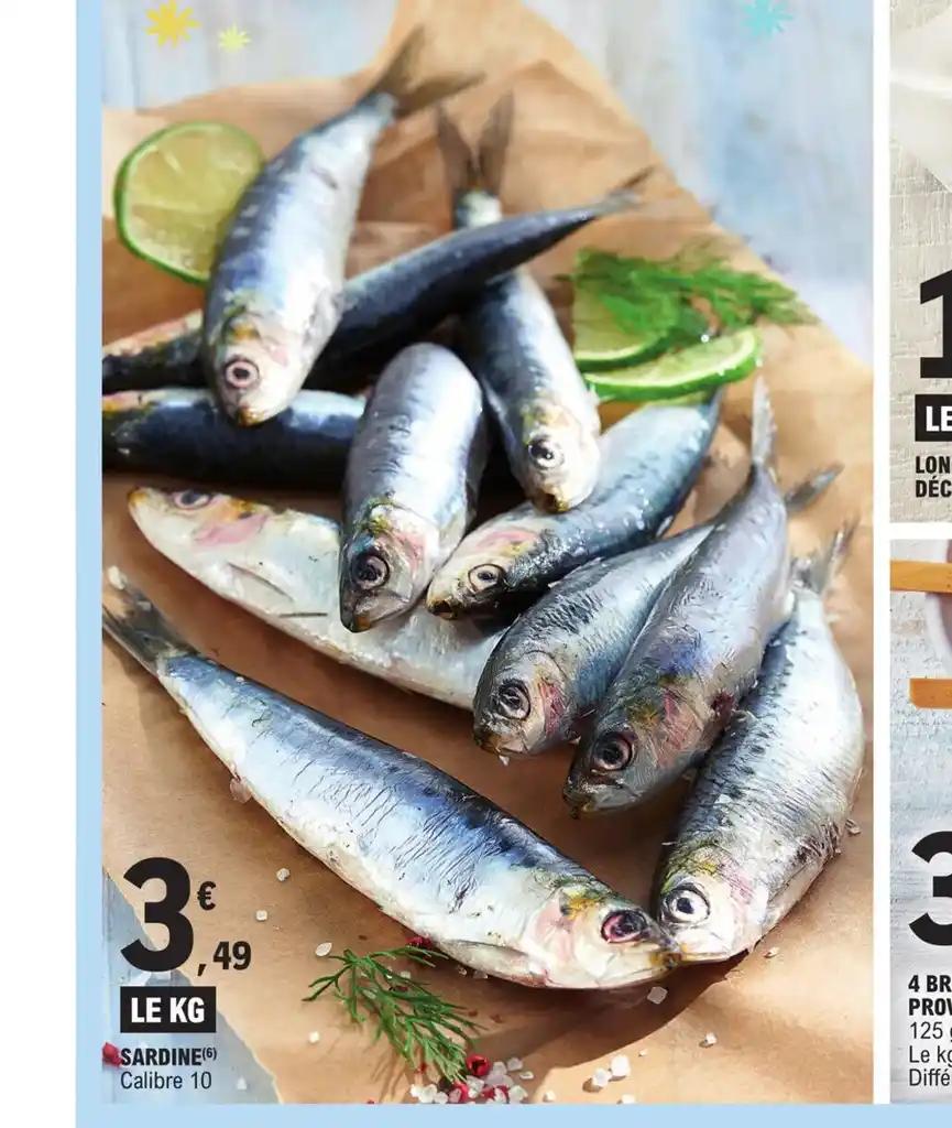 SARDINE