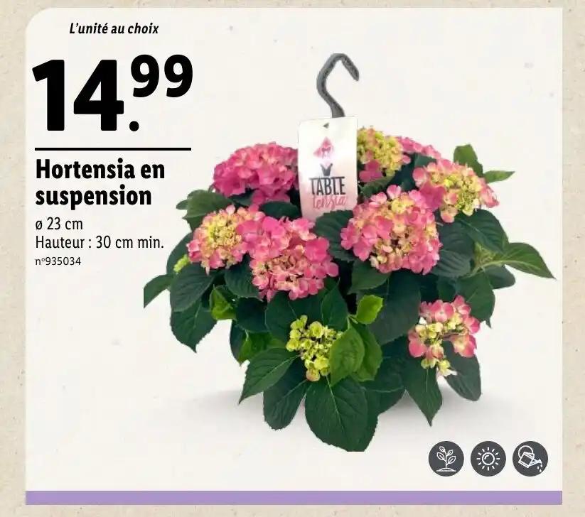 Hortensia en suspension