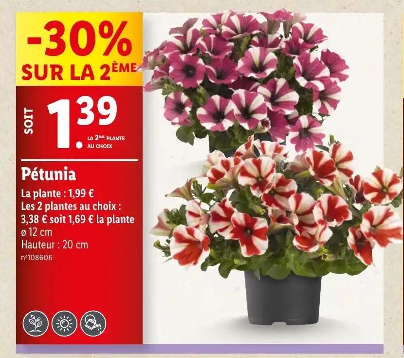 Pétunia