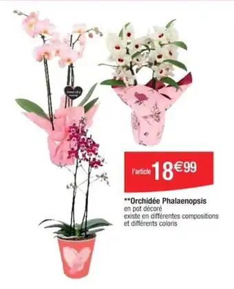 **Orchidée Phalaenopsis