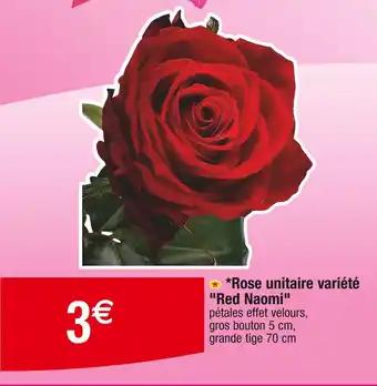 Rose unitaire variété Red Naomi