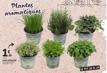 PLANTE AROMATIQUE