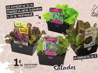 PLANTS DE SALADES