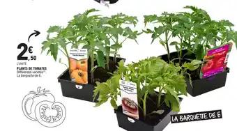 PLANTS DE TOMATES