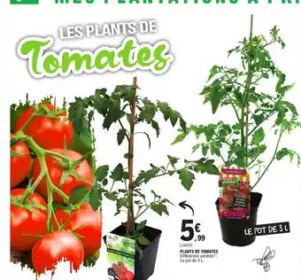 PLANTS DE TOMATES