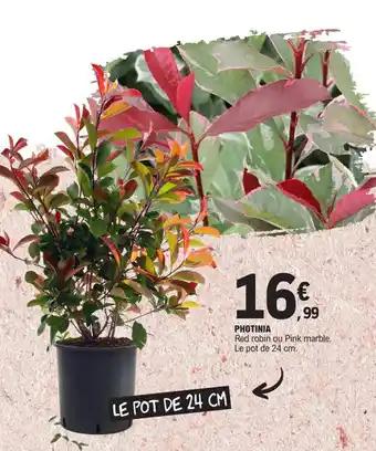 PHOTINIA