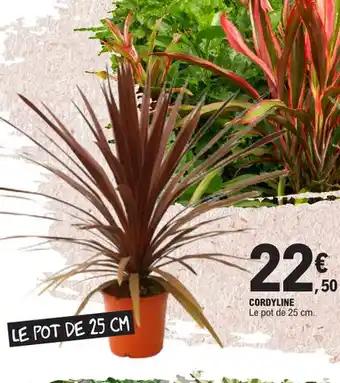 CORDYLINE