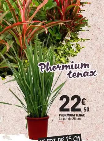 PHORMIUM TENAX