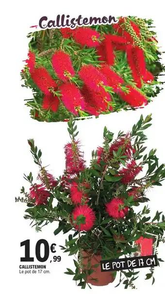 CALLISTEMON