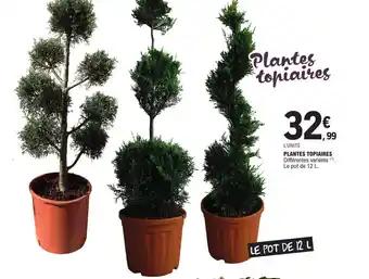 PLANTES TOPIAIRES