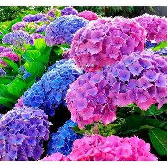 Hortensia