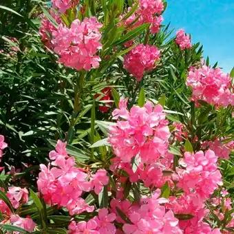 Laurier Rose