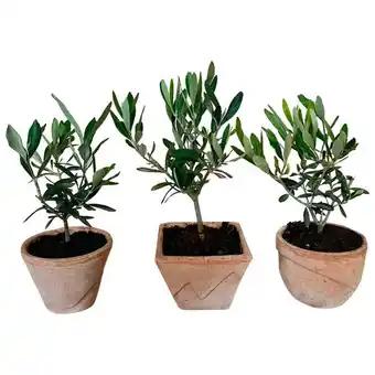 Olivier (Olea Europaea)