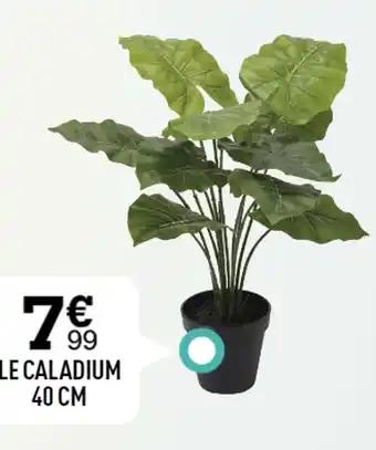 LE CALADIUM 40 CM