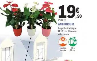 ANTHURIUM