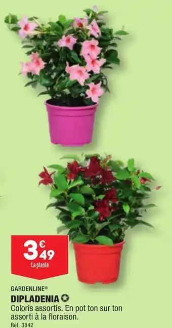 DIPLADENIA✪