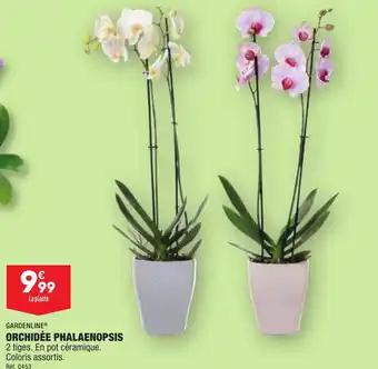 ORCHIDÉE PHALAENOPSIS