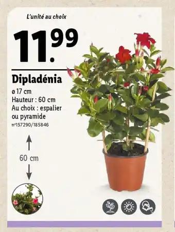 Dipladénia