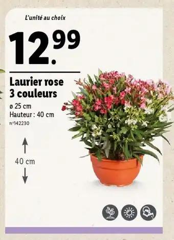 Laurier rose 3 couleurs
