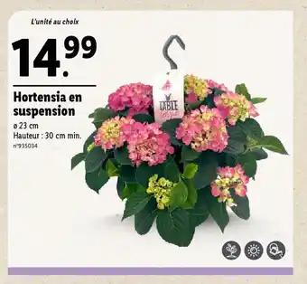 Hortensia en suspension