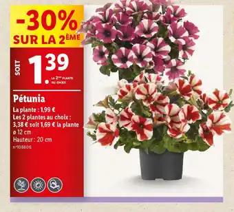 Pétunia