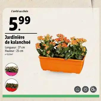 Jardinière de kalanchoé