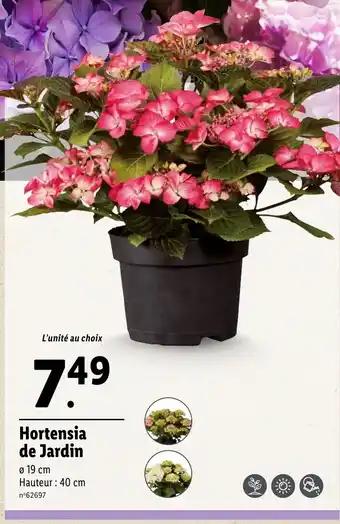 Hortensia de Jardin