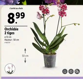 Orchidée 2 tiges