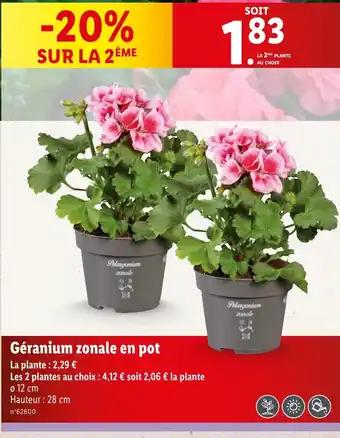 Géranium zonale en pot