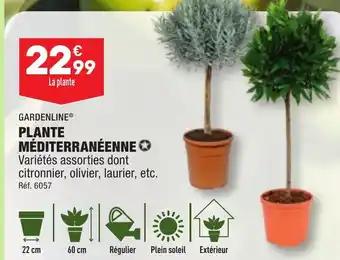 PLANTE MÉDITERRANÉENNE✪