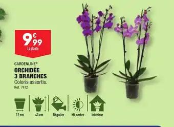 ORCHIDÉE 3 BRANCHES