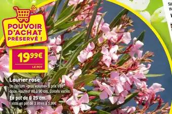 Laurier rose