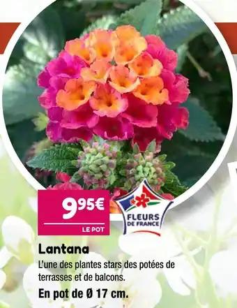 Lantana