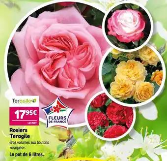 Teragile Rosiers