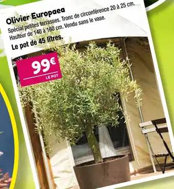Olivier Europaea