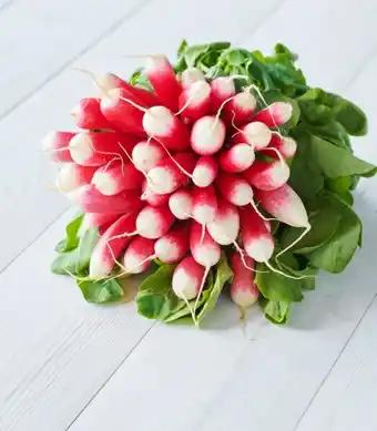 Radis rose