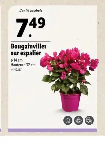 Bougainviller sur espalier