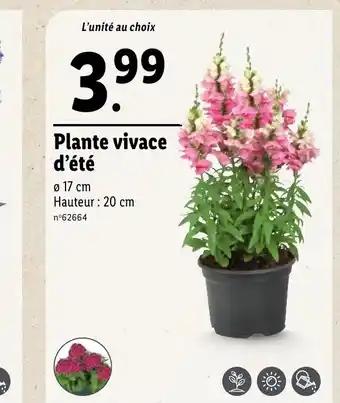 Plante vivace d'été